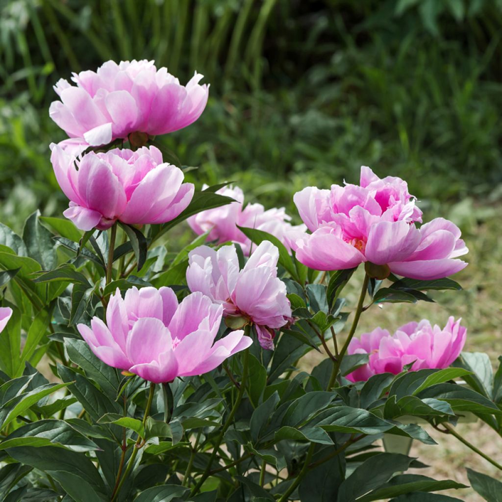 Peonia lactiflora Sea Shell