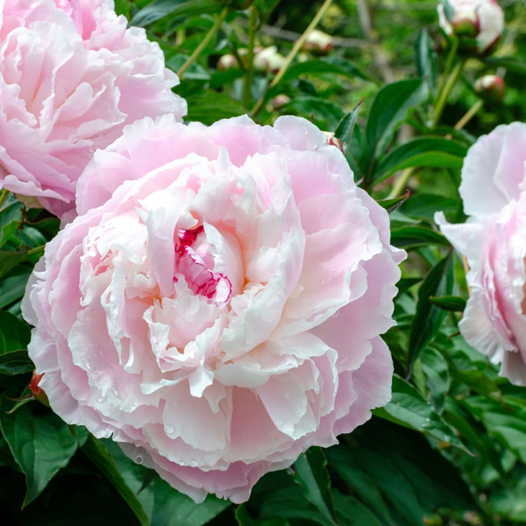 Peonia lactiflora Temple