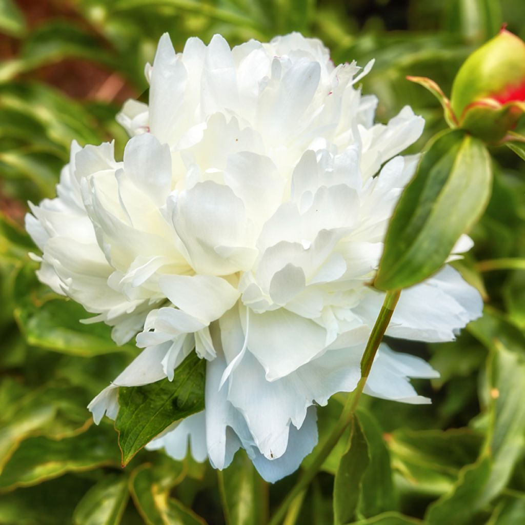 Peonia lactiflora Temple