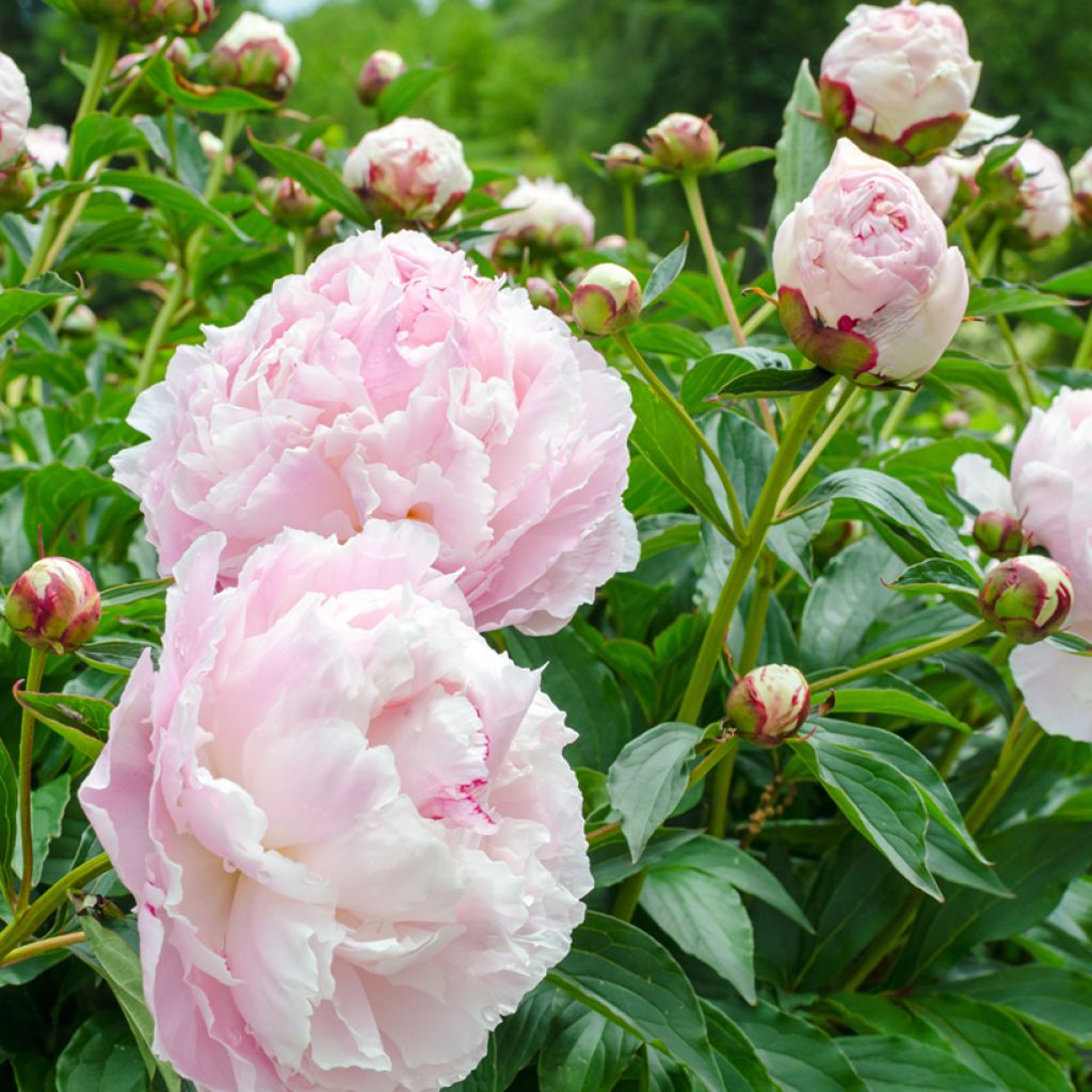 Peonia lactiflora Temple