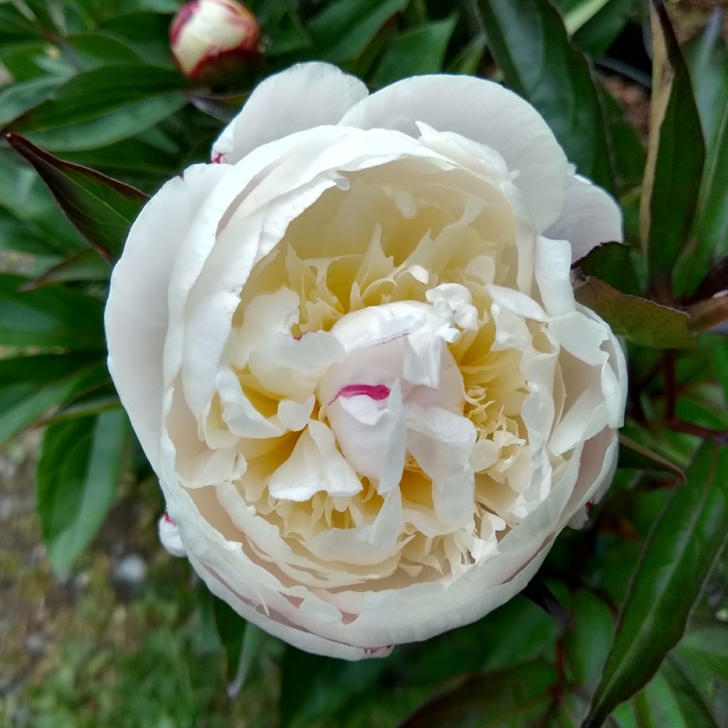 Peonia lactiflora Temple