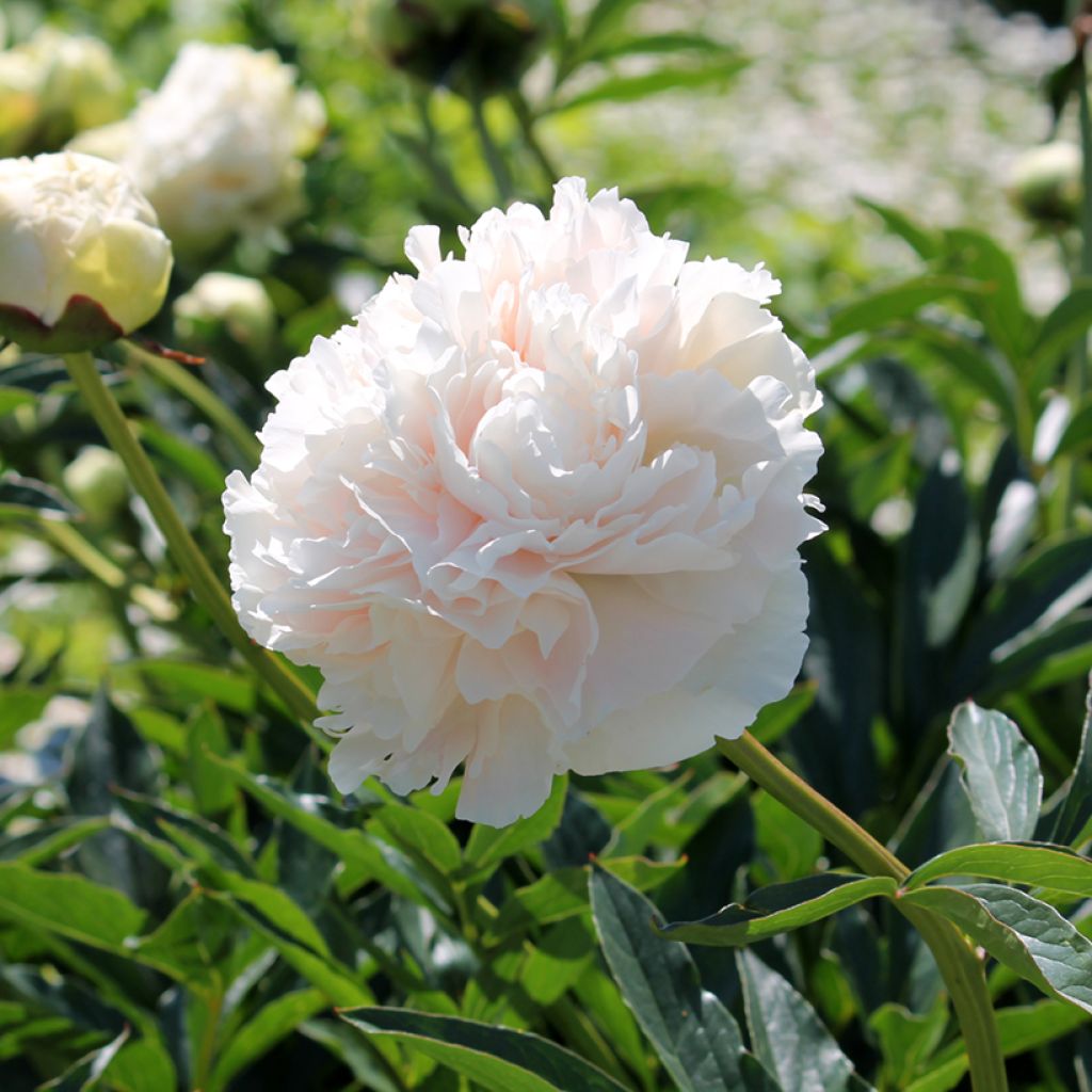 Peonia lactiflora Solange