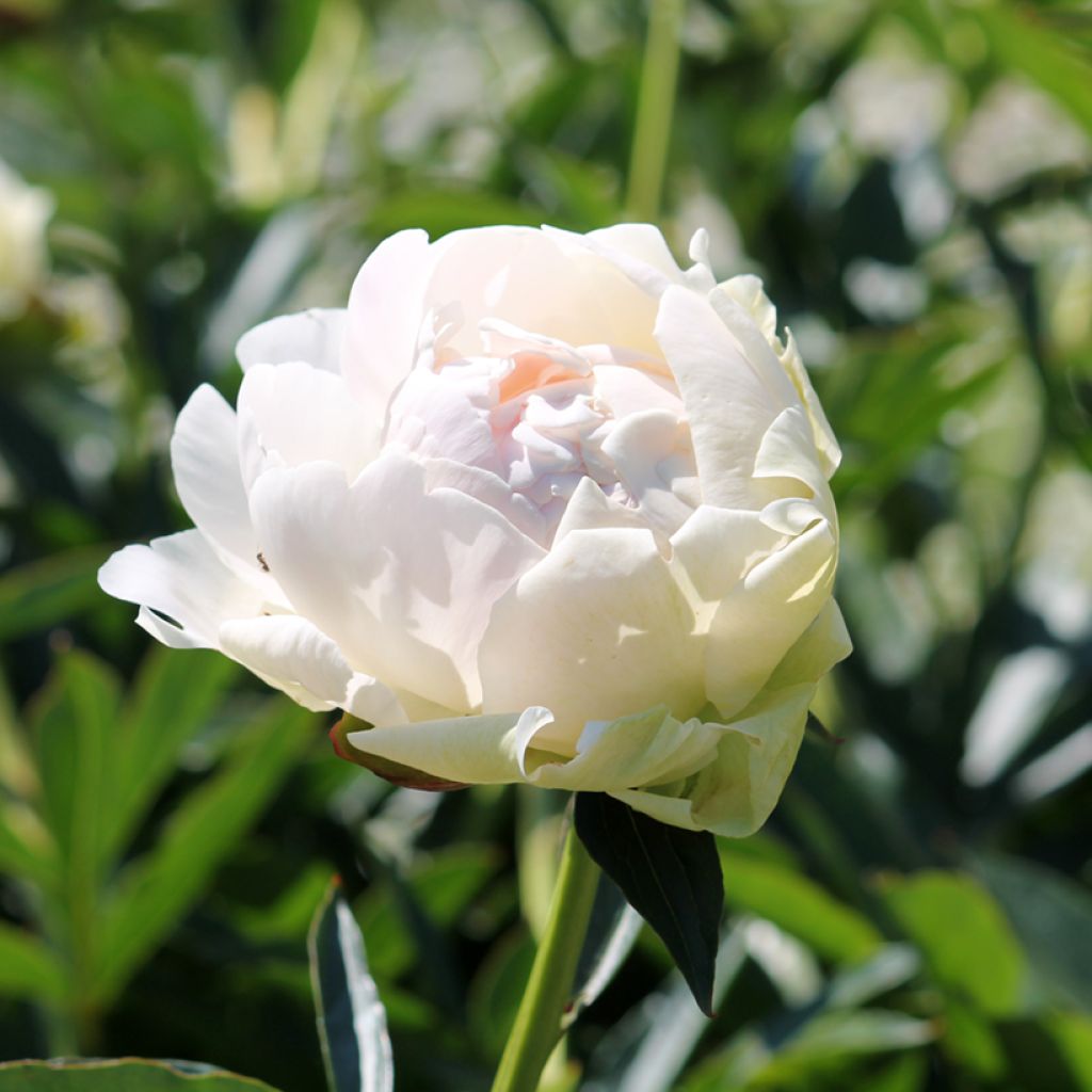 Peonia lactiflora Solange