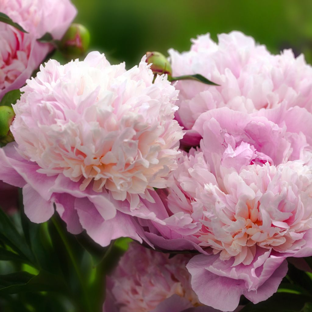 Peonia lactiflora Sorbet