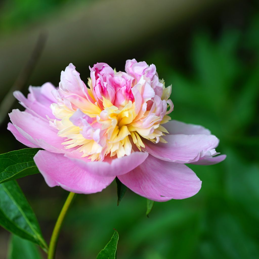 Peonia lactiflora Sorbet