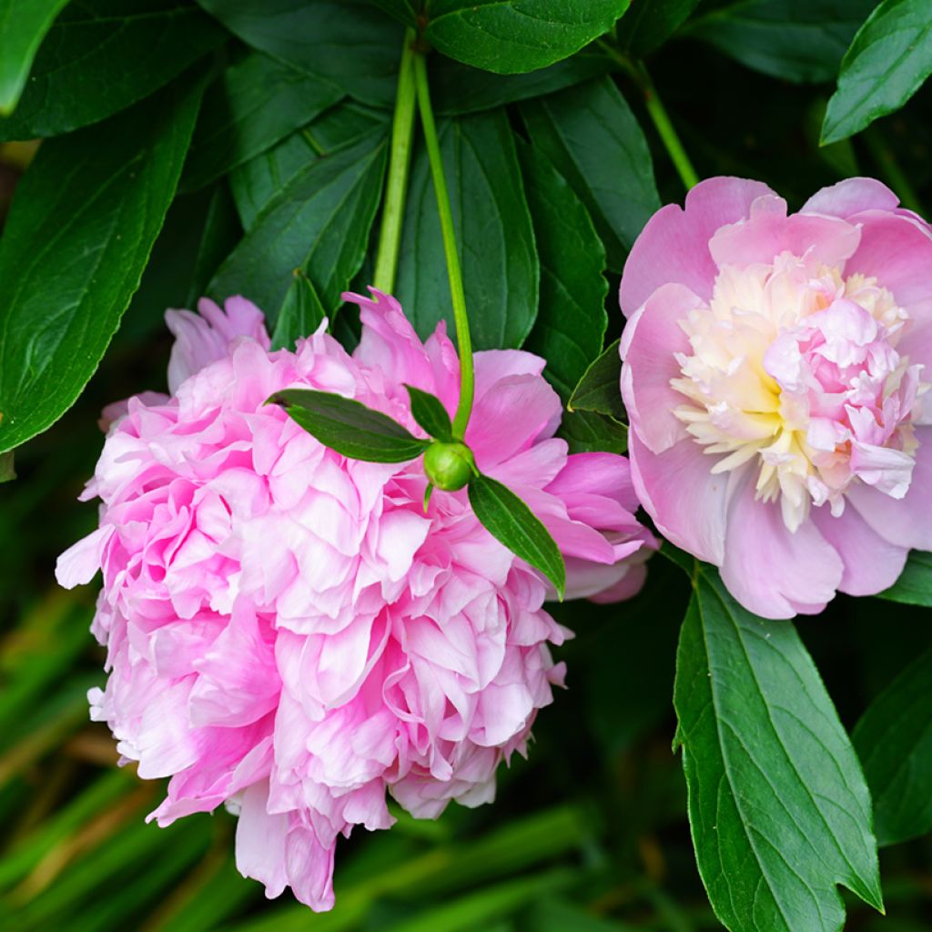 Peonia lactiflora Sorbet