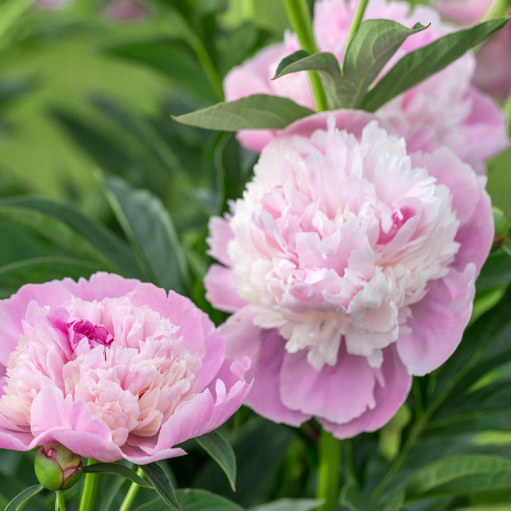 Peonia lactiflora Sorbet