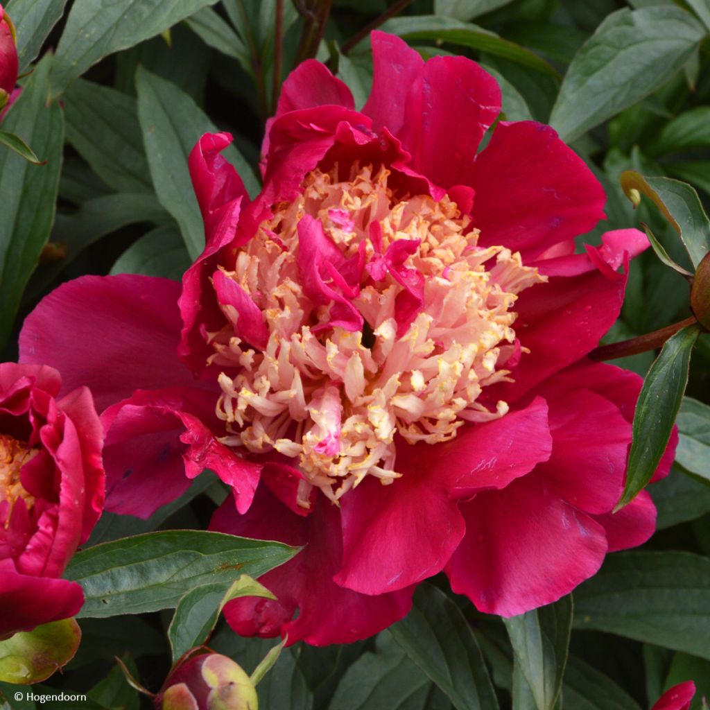 Peonia lactiflora Tom Cat