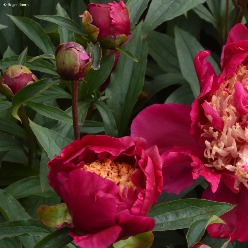 Peonia lactiflora Tom Cat