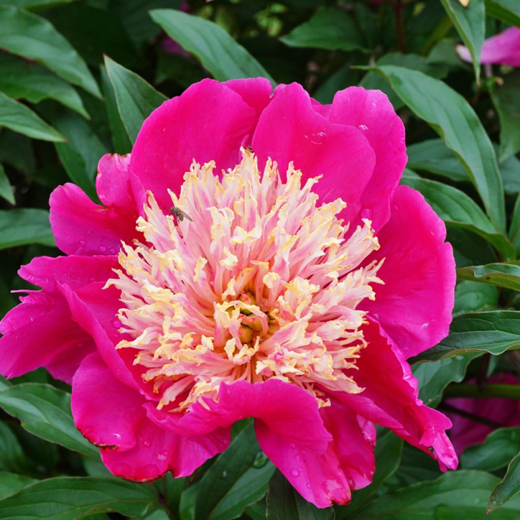 Peonia lactiflora Tom Cat