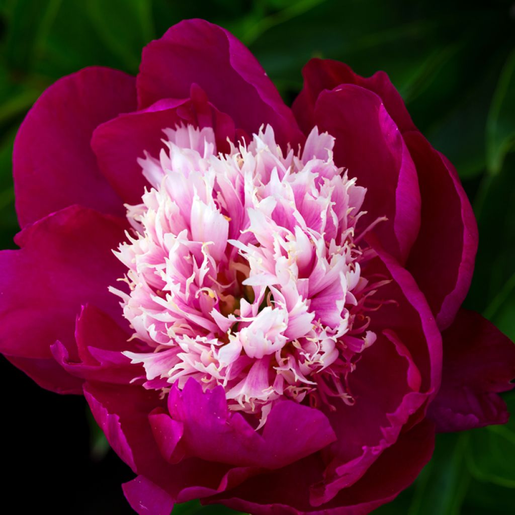 Peonia lactiflora Tom Cat