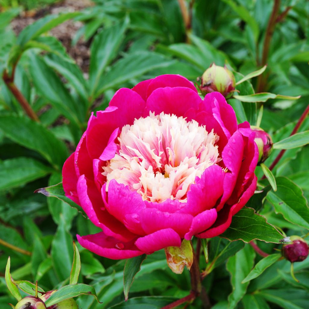 Peonia lactiflora Tom Cat