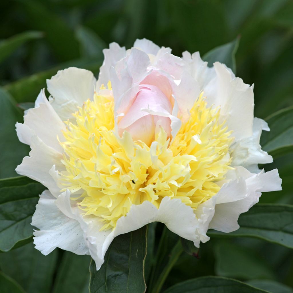 Peonia lactiflora Top Brass