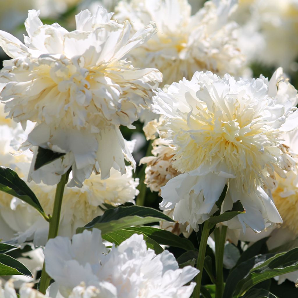 Peonia lactiflora Top Brass