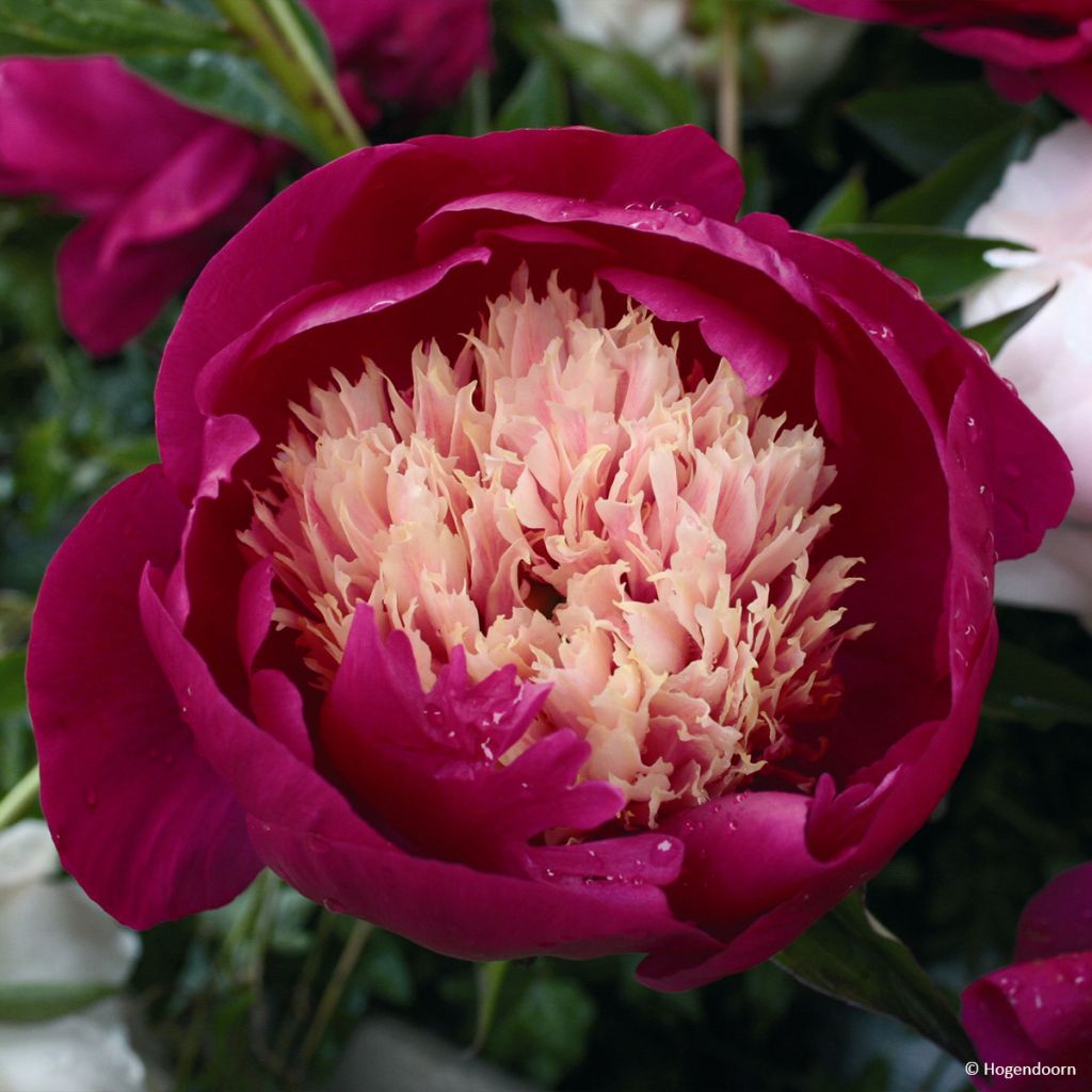 Peonia lactiflora White Cap