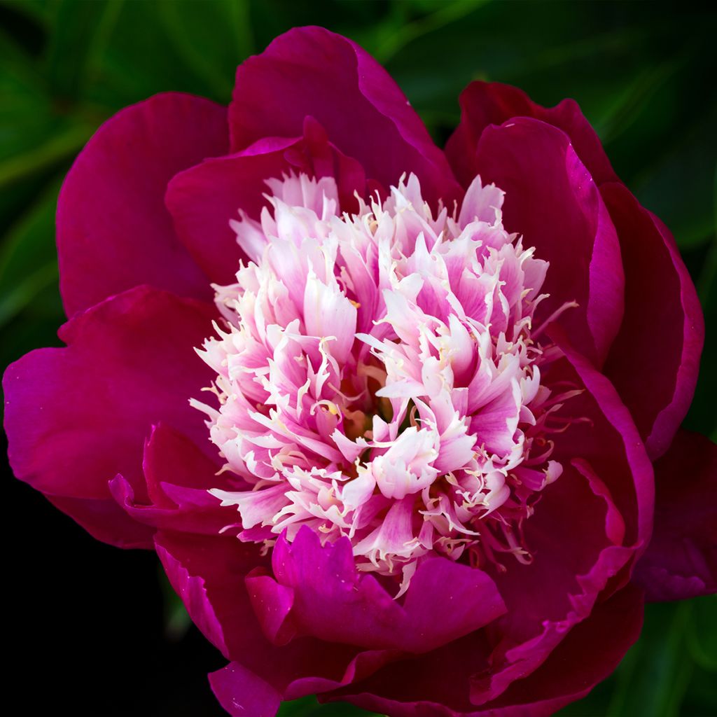 Peonia lactiflora White Cap