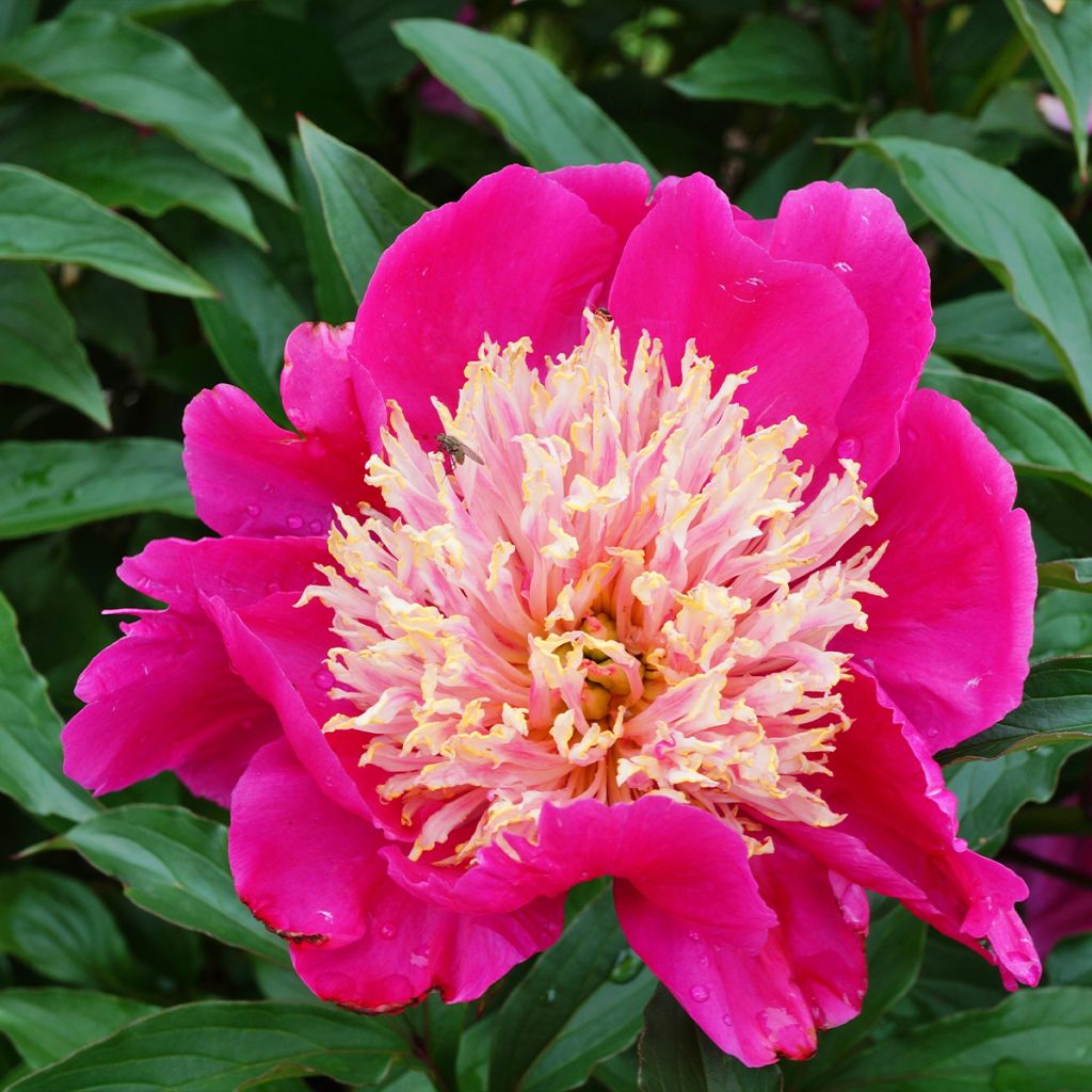 Peonia lactiflora White Cap