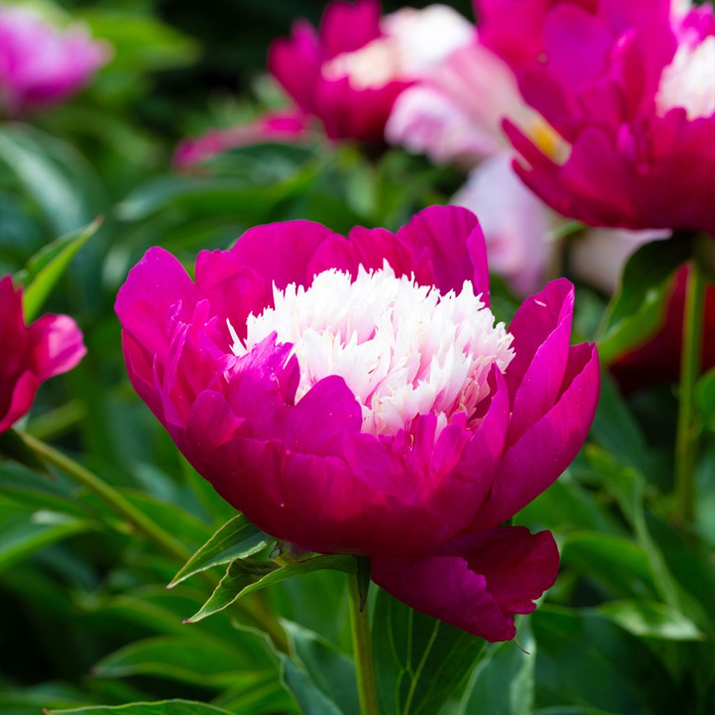 Peonia lactiflora White Cap