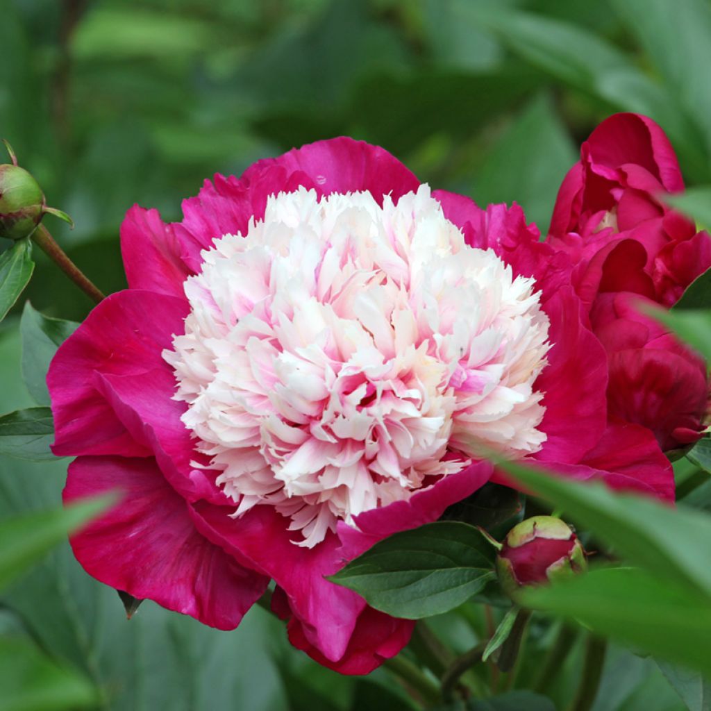 Peonia lactiflora White Cap