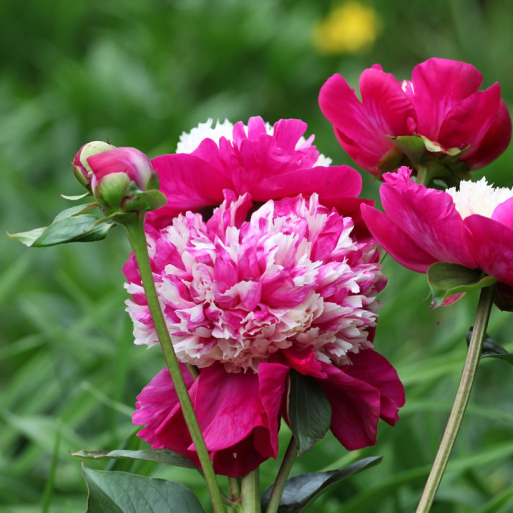 Peonia lactiflora White Cap