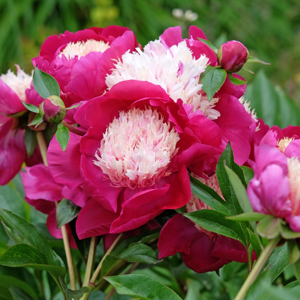 Peonia lactiflora White Cap