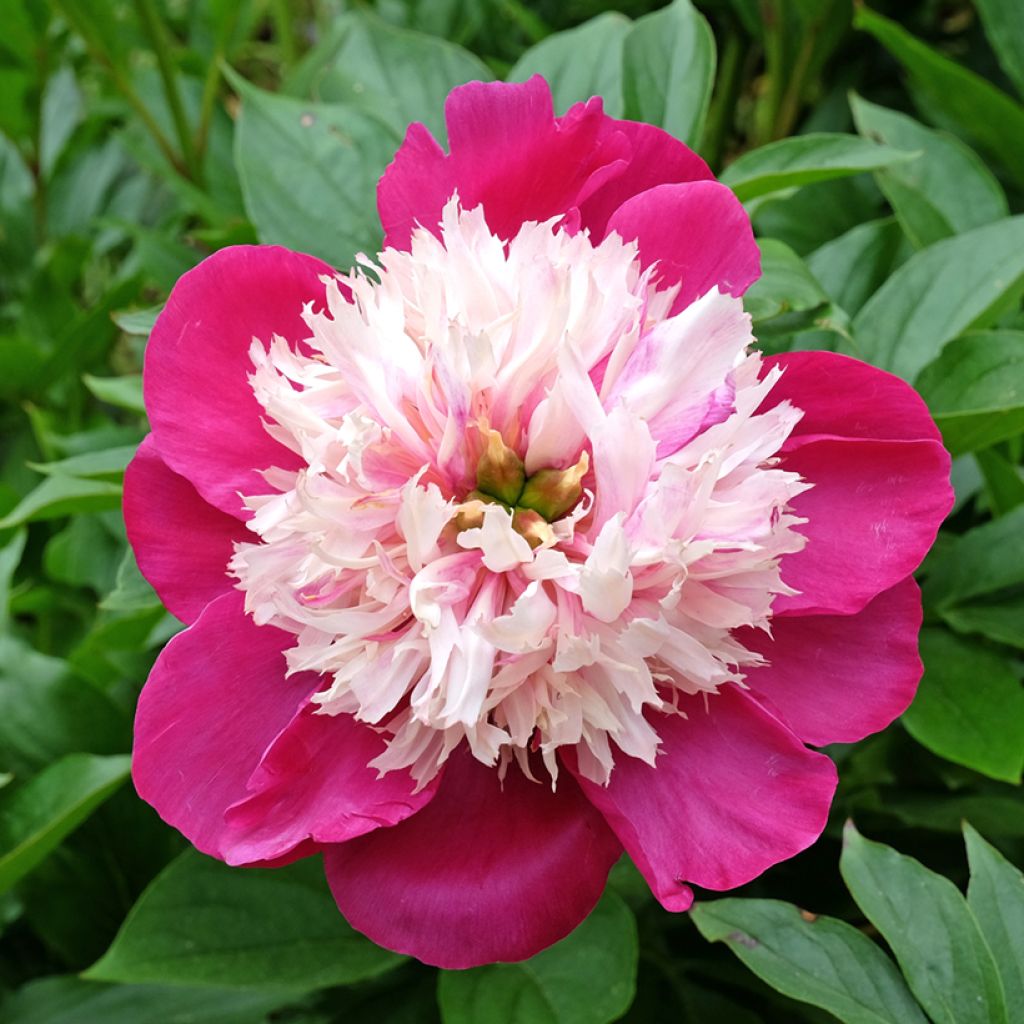 Peonia lactiflora White Cap