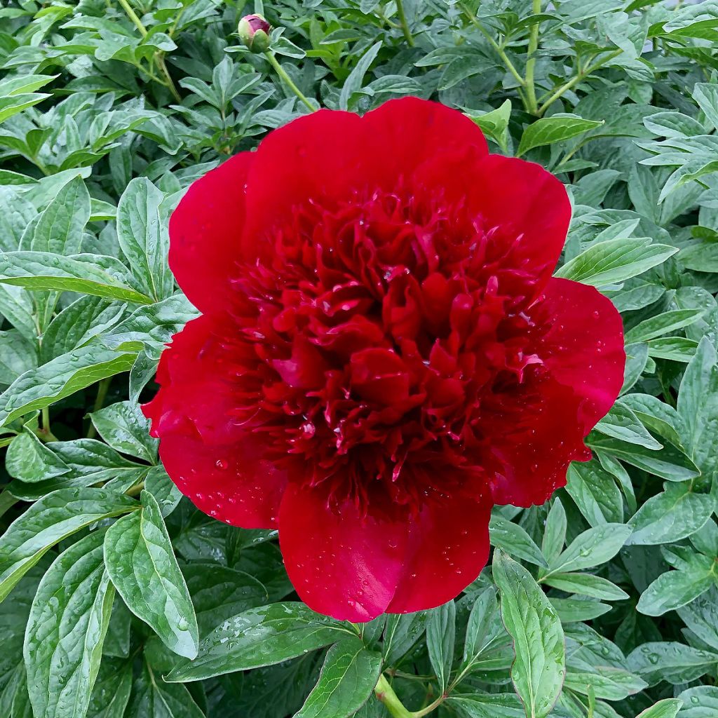 Peonia lactiflora Red Charm