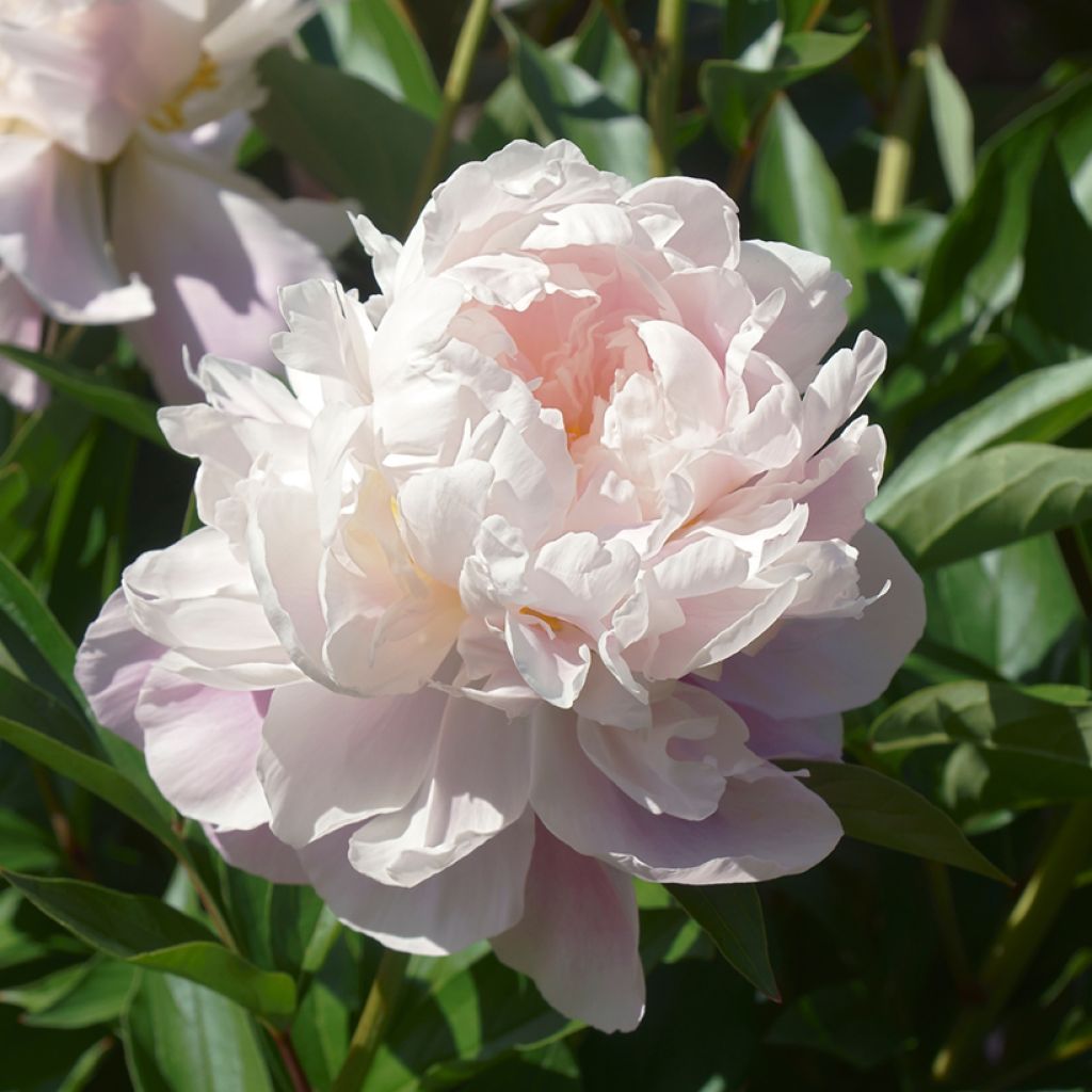 Peonia officinalis Alba Plena