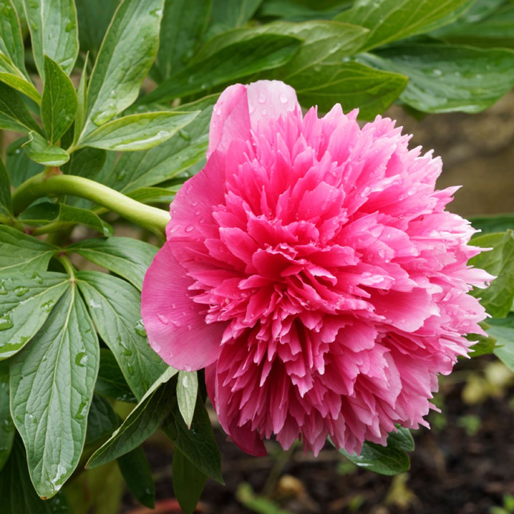 Peonia officinalis Rosea Plena