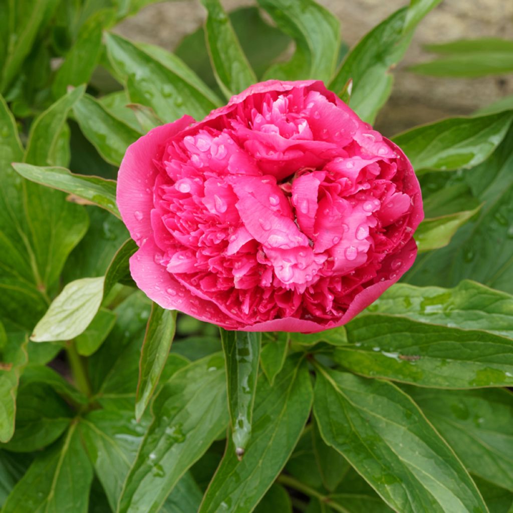 Peonia officinalis Rosea Plena