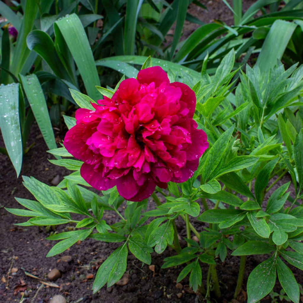 Peonia officinalis Rubra Plena