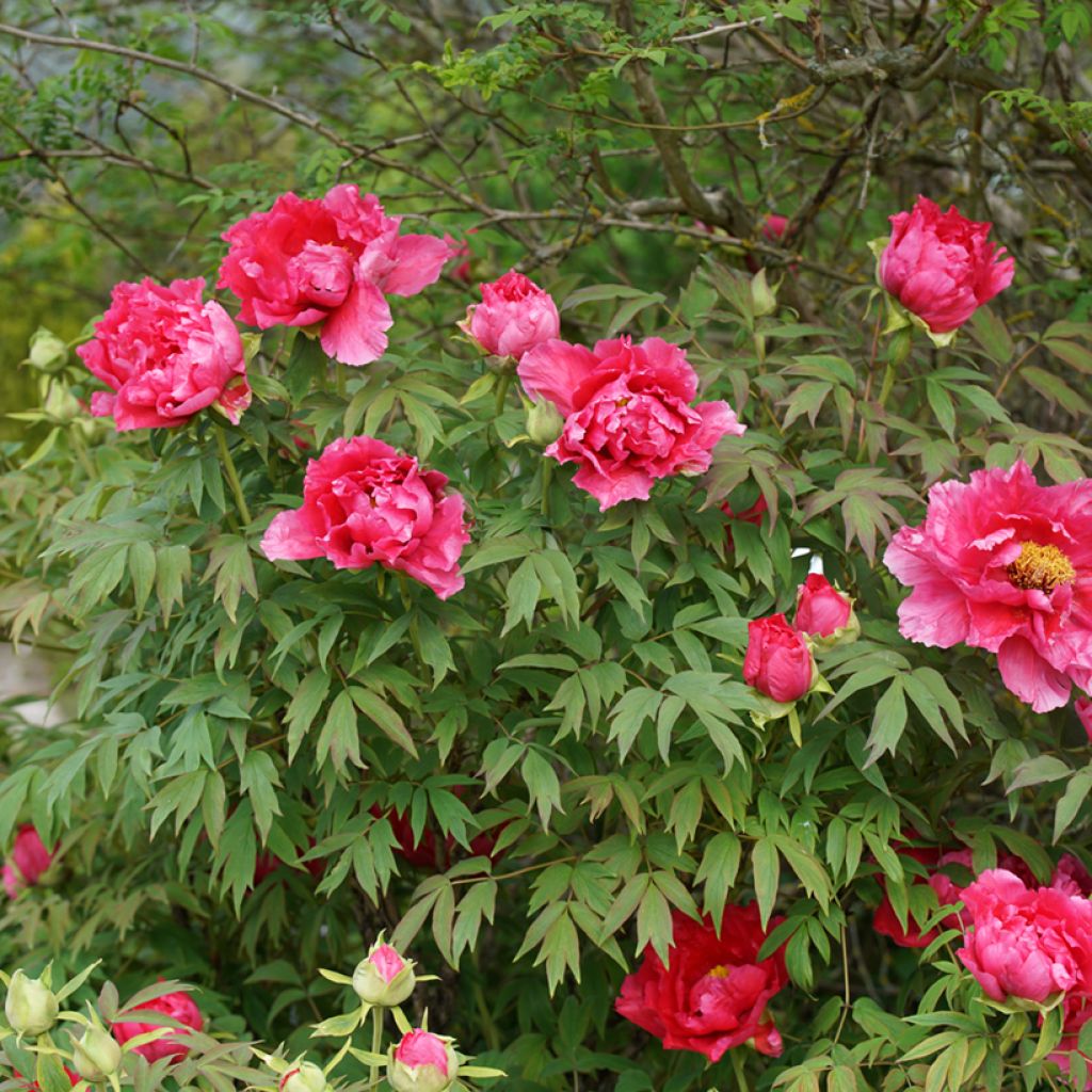 Peonia officinalis Rubra Plena