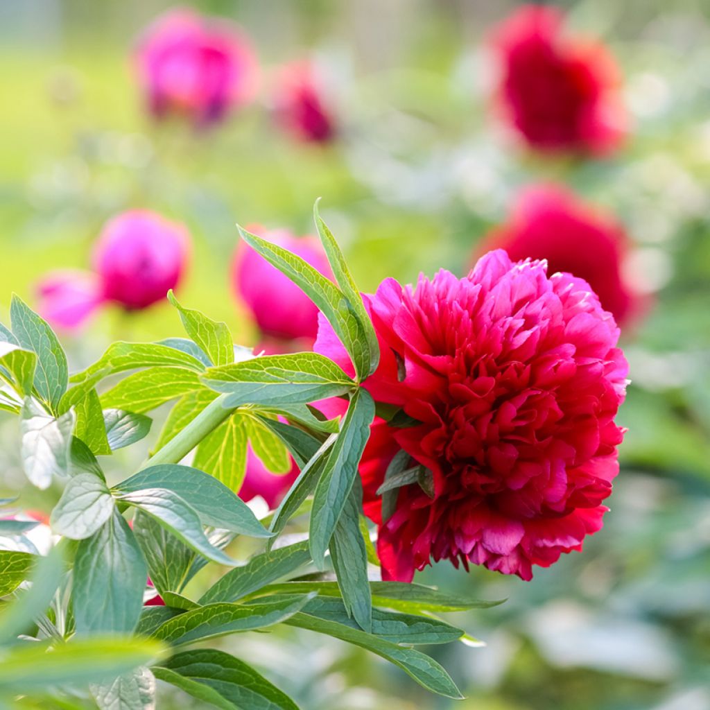 Peonia officinalis Rubra Plena