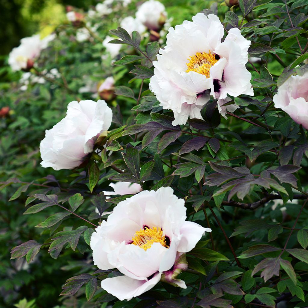 Peonía arbustiva Lilac - Paeonia suffruticosa