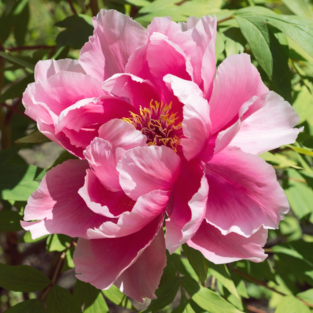 Peonía arbustiva Pink - Paeonia suffruticosa