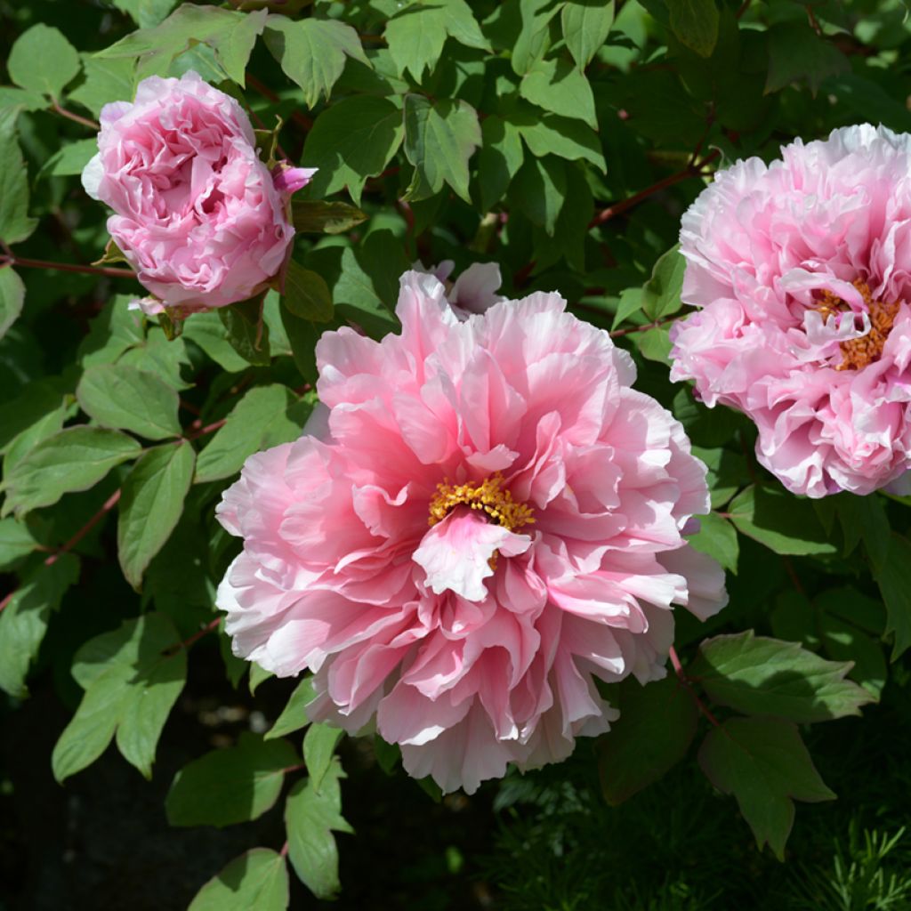 Peonía arbustiva Pink - Paeonia suffruticosa