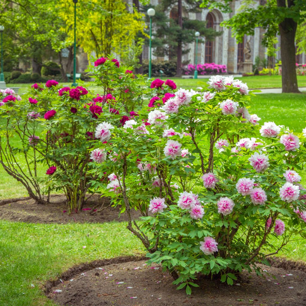 Peonía arbustiva Pink - Paeonia suffruticosa