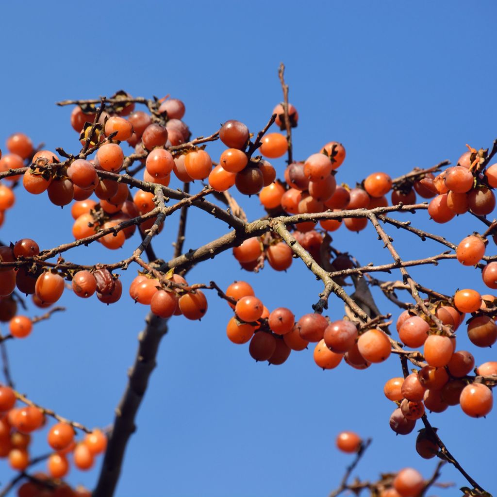 Kaki lotus - Diospyros lotus