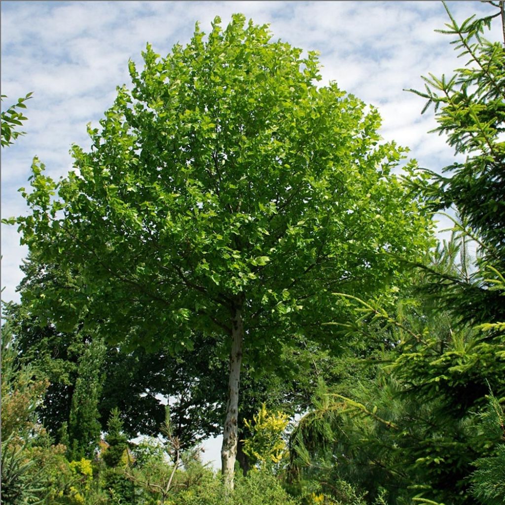 Platanus hispanica - Plátano de sombra