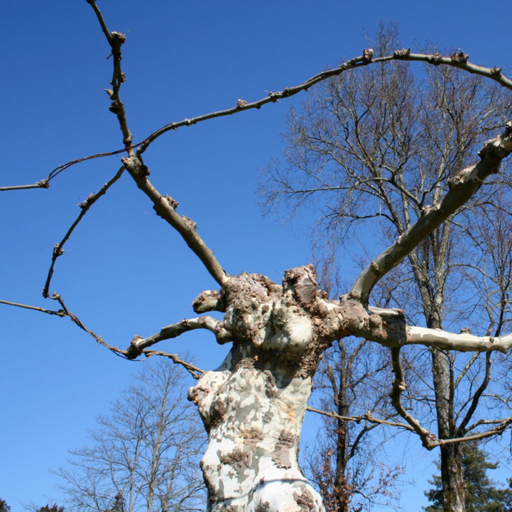 Platanus acerifolia - Platane commun, à feuilles d'érable