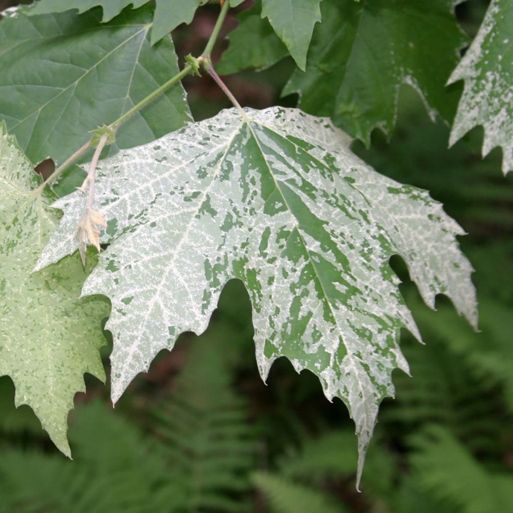 Platanus hispanica Suttneri - Plátano de sombra