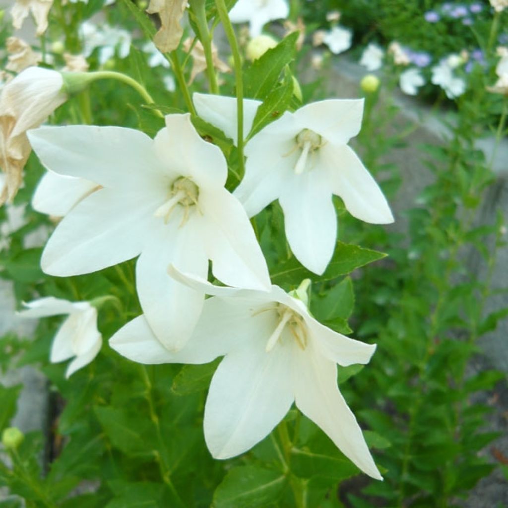 Platycodon grandiflorus Fuji White