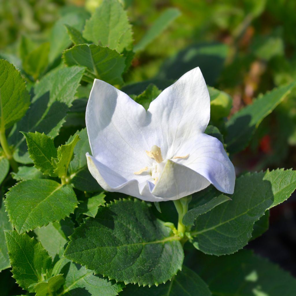 Platycodon grandiflorus Astra White