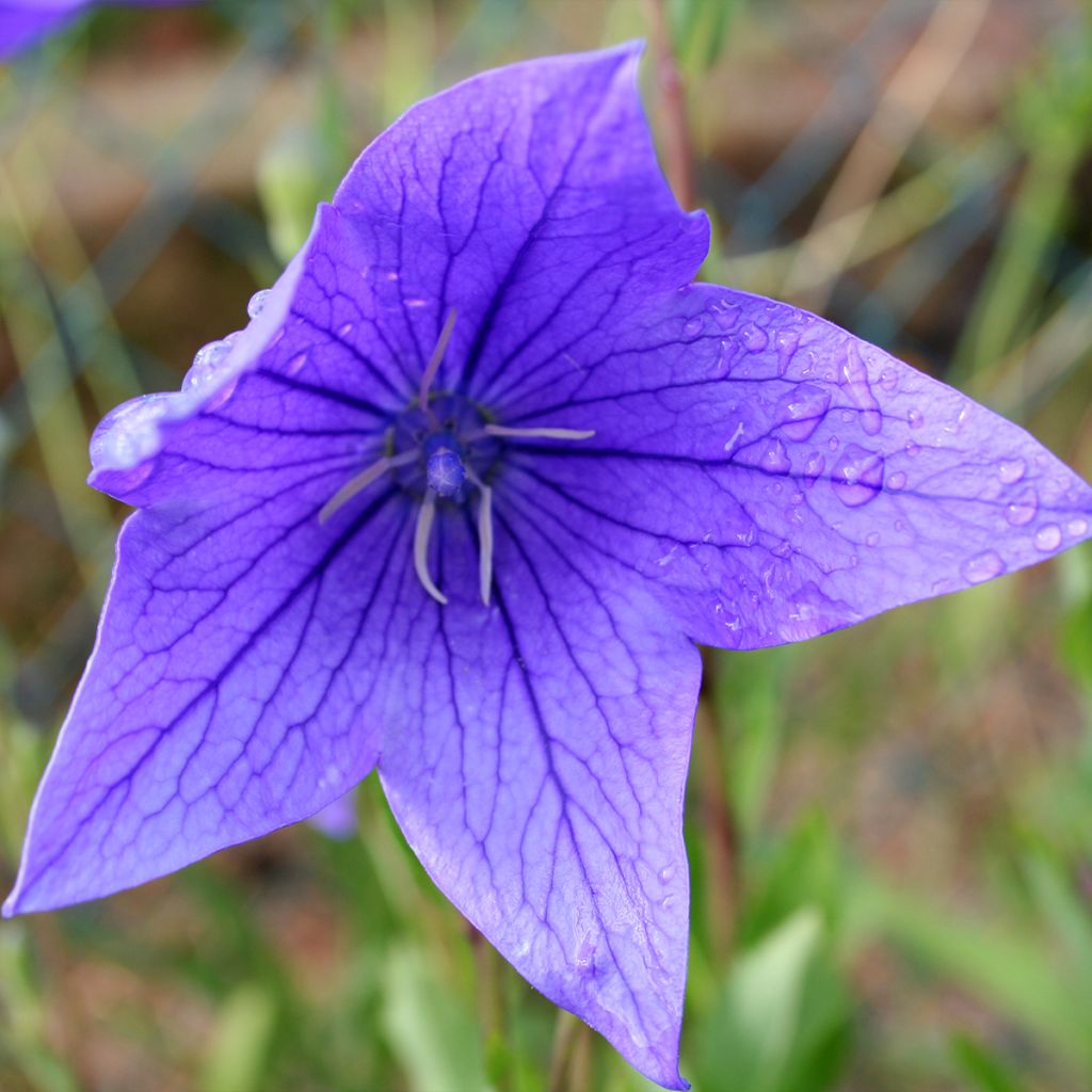 Platycodon grandiflorus Fuji Blue