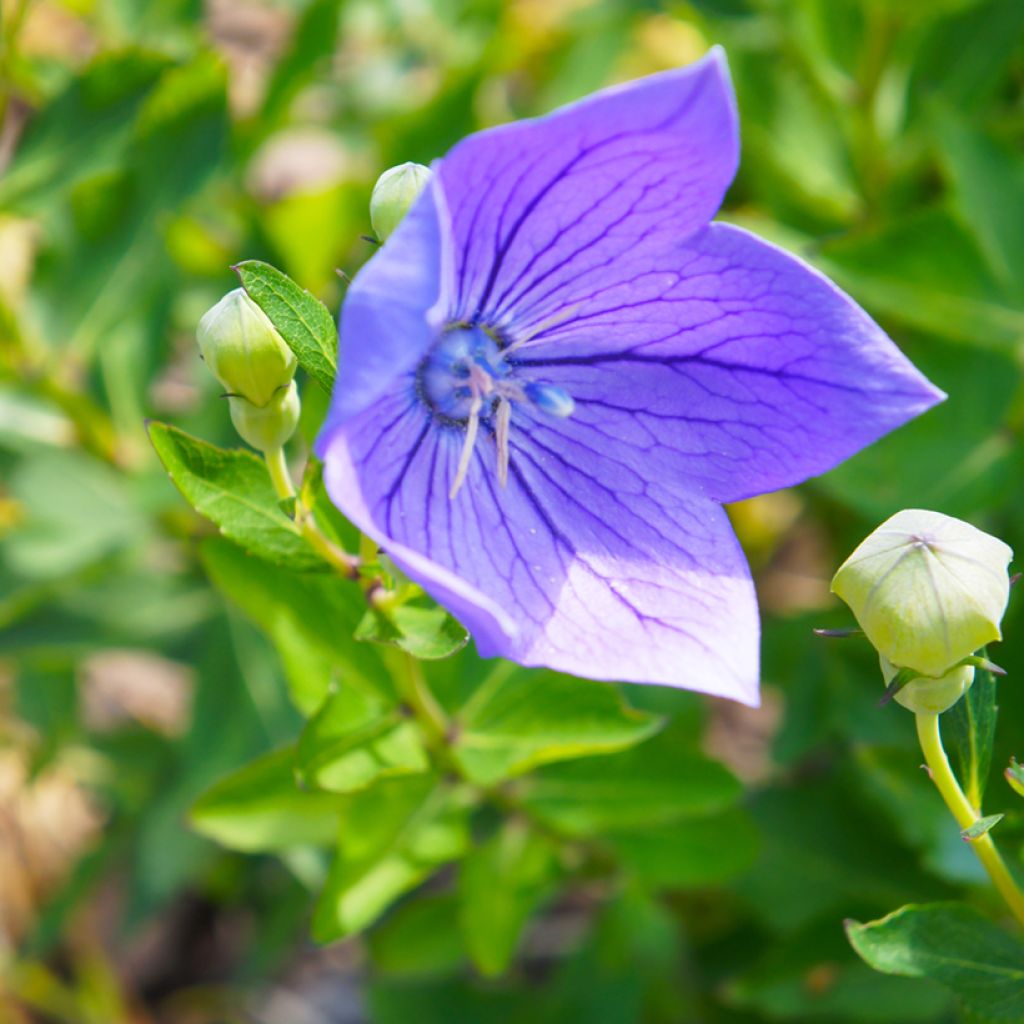 Platycodon grandiflorus Mariesii