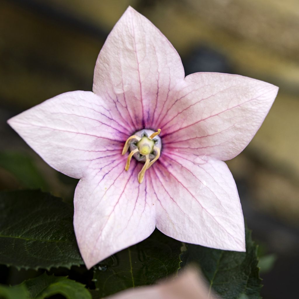 Platycodon grandiflorus Perlmutterschale