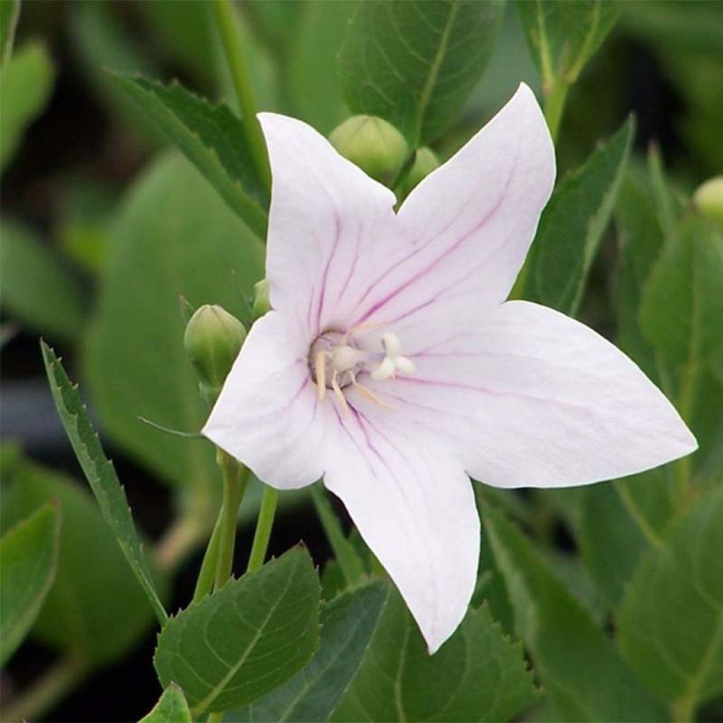 Platycodon grandiflorus Perlmutterschale