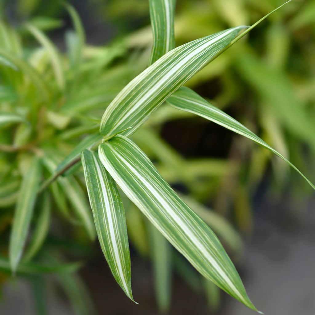 Pleioblastus fortunei Variegatus - Bambú