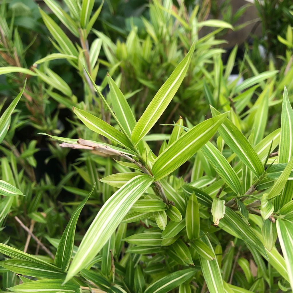 Pleioblastus shibuyanus Tsuboï - Bambú