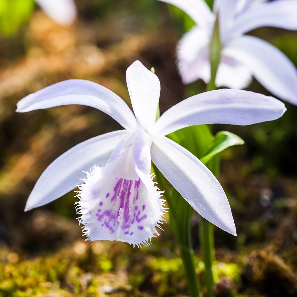 Pleione Glacier Peak - Orchidée terrestre